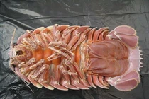 Bí ẩn loài bọ biển đắt hơn tôm hùm, có tiền cũng khó mua