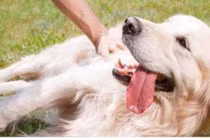 Khi cưng nựng chó, chỉ cần cưng nựng 5 bộ phận này của chúng