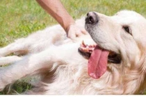 Khi cưng nựng chó, chỉ cần cưng nựng 5 bộ phận này của chúng