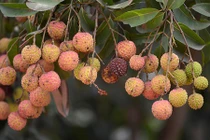 Chuyện lạ khó tin ở vựa vải thiều lớn nhất miền Bắc 