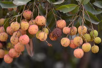 Chuyện lạ khó tin ở vựa vải thiều lớn nhất miền Bắc 