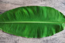 Loại lá nào vứt đi ở Việt Nam giá nửa triệu đồng ở nước ngoài?