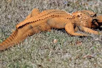 Kỳ lạ cá sấu chuyển mầu vì môi trường