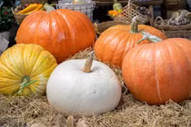 Gần lễ Halloween, bí ngô khổng lồ giá chục triệu hút khách