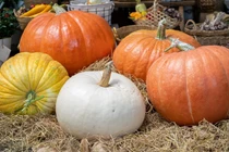 Gần lễ Halloween, bí ngô khổng lồ giá chục triệu hút khách