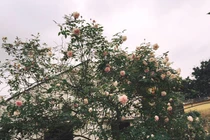 Nhà giàu Việt chơi sang, chi đến cả trăm triệu mua hoa hồng cổ trưng Tết