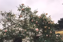 Nhà giàu Việt chơi sang, chi đến cả trăm triệu mua hoa hồng cổ trưng Tết