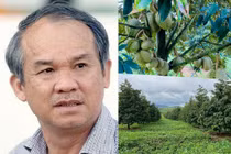 Cận cảnh vườn sầu riêng 1.000ha sắp thu hoạch của bầu Đức