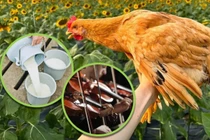 Sửng sốt gà “nuôi bằng sữa” giá 1,7 triệu/nửa con