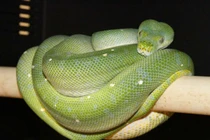 Top 10 loài rắn đắt nhất thế giới