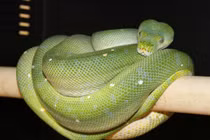 Top 10 loài rắn đắt nhất thế giới