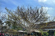 Cận cảnh “cụ mai” hét giá 2 tỷ khiến đại gia choáng váng