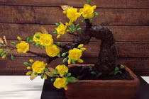 Những loại cây bạn nhất định nên trồng dịp cuối năm