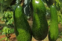 Cận cảnh bơ "dị" dài nửa mét thu tiền tỷ ở Lâm Đồng