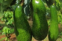 Cận cảnh bơ "dị" dài nửa mét thu tiền tỷ ở Lâm Đồng