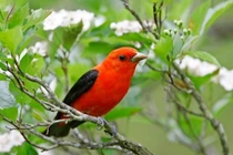 Ai sinh tháng Âm lịch này khiêm tốn, giản dị nhưng có phúc 