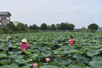 Chụp ảnh hoa sen, phó nháy thu nhập khủng “khó lường“