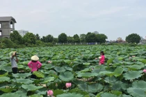 Chụp ảnh hoa sen, phó nháy thu nhập khủng “khó lường“