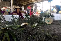 Những lần gom mua cau non kỳ lạ của thương lái Trung Quốc