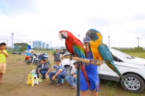 Thú chơi vẹt Nam Mỹ của đại gia Việt đắt đỏ thế nào?