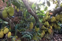 Mắt tròn mắt dẹt nhìn gốc mít chi chít quả, độc nhất vô nhị ở Thủ đô