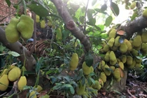 Mắt tròn mắt dẹt nhìn gốc mít chi chít quả, độc nhất vô nhị ở Thủ đô