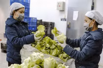 Người Sài Gòn đến Đà Lạt ngửi đất mua rau