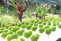 Cầm chắc trên chục triệu mỗi tháng nhờ nghề lạ: Trồng cỏ may mắn 