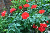 Loạt vườn hồng cổ “hái ra tiền” ở Việt Nam