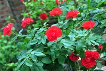 Loạt vườn hồng cổ “hái ra tiền” ở Việt Nam