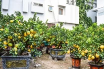 Bưởi cảnh giá hàng chục triệu đồng xuống phố phục vụ Tết sớm