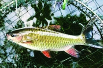 Các loại cá đặc sản tiến vua giờ đắt thế nào?