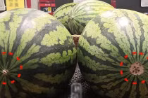 Mua dưa hấu không cần gõ vào vỏ, nhìn đúng điểm này đảm bảo chọn được quả ngọn ngọt