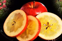 Táo mật Nhật gần triệu đồng/kg hút nhà giàu Việt có gì độc?