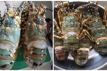 Tận mục tôm hùm baby giá bạc triệu siêu hút khách