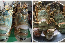 Tận mục tôm hùm baby giá bạc triệu siêu hút khách