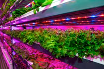 Khám phá trang trại thẳng đứng lớn nhất thế giới cho triệu kg rau xanh/năm