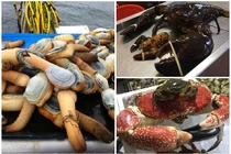 Đại gia Việt "vung tiền" thưởng thức hải sản nhập ngoại khổng lồ 