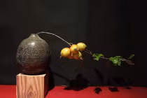 Chán ngâm rượu, chị em lùng mua cành táo mèo về cắm bình