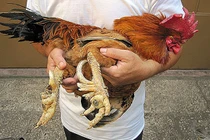 Tận mục giống gà tiến vua 50 triệu khiến đại gia lùng mua 