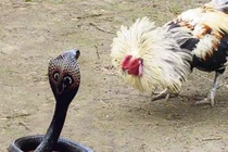 Video: Gà trống tung cú mổ chí mạng, nuốt chửng rắn hổ mang chúa để bảo vệ con 