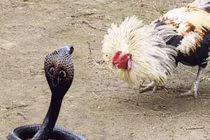 Video: Gà trống tung cú mổ chí mạng, nuốt chửng rắn hổ mang chúa để bảo vệ con 