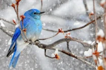 Mùa đông này, 4 con giáp “thân ấm, tim nóng”, may mắn vây quanh