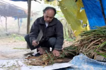 "Thần sống" nơi cổng trời, 99 tuổi vẫn chăn trâu bình thường