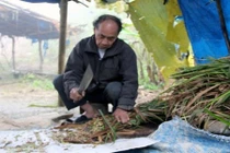 "Thần sống" nơi cổng trời, 99 tuổi vẫn chăn trâu bình thường