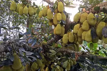 Mắt tròn mắt dẹt nhìn những gốc mít "siêu mắn" ở Việt Nam