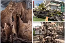 Bất ngờ cây cảnh nhìn như củi khô vẫn có giá bạc tỷ