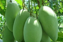 Mướt mắt vườn xoài to khủng xuất sang Singapore ở Trà Vinh