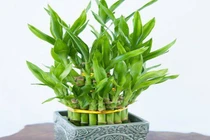 Trồng 5 loại cây phong thủy này ở đâu, tiền bạc ào ào chảy về nơi đó