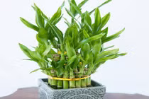 Trồng 5 loại cây phong thủy này ở đâu, tiền bạc ào ào chảy về nơi đó